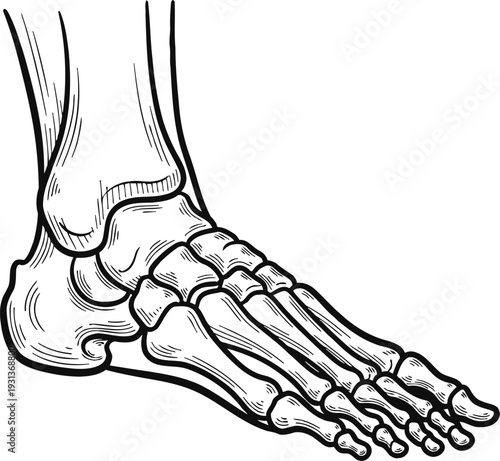 Dorsal View Human Foot Skeleton Vector – Orthopedic Clinical Diagram for Medical School and Academic Publishing.