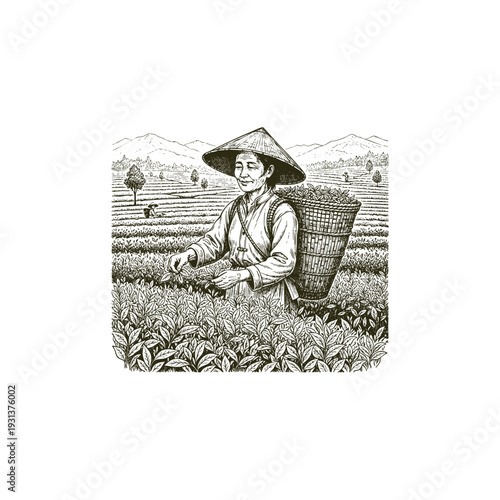 Vintage engraving illustration of an Asian woman farmer harvesting tea leaves in a vast plantation with mountains in the background.