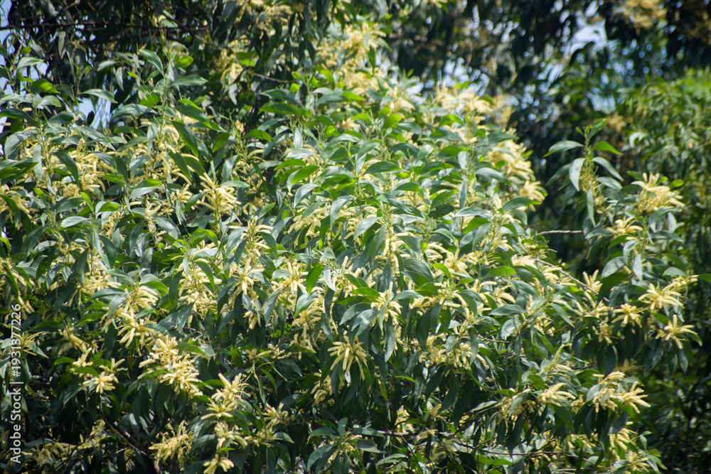 Obraz premium Acacia auriculiformis earleaf acacia lush green leaves on tree in natural setting.