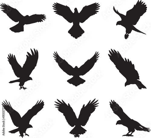 collection of prey birds