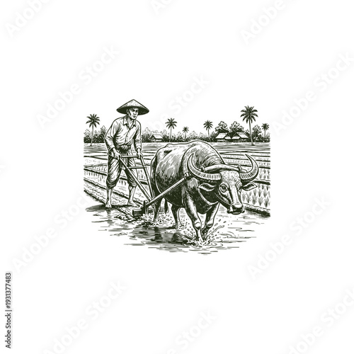 Vintage engraving illustration of a traditional Asian farmer plowing a muddy rice field using a water buffalo in a tropical landscape.
