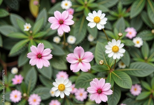 A Delightful Symmetry of Pink and White Flowers Amidst Lush Green Foliage Captures the Beauty of Nature's Harmonious Floral Arrangements