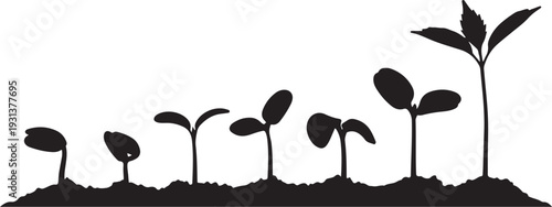 Silhouette of young plants growing in soil stages