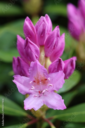 Single pink and purple rhododendron flower head