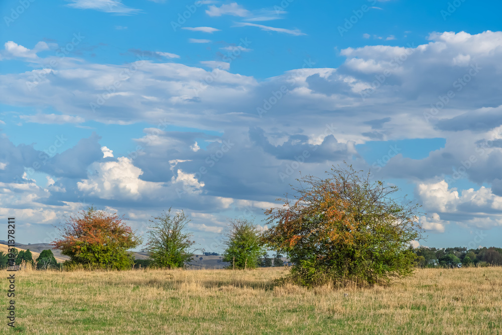 Fototapeta premium Soft Afternoon Light Over Rural Field