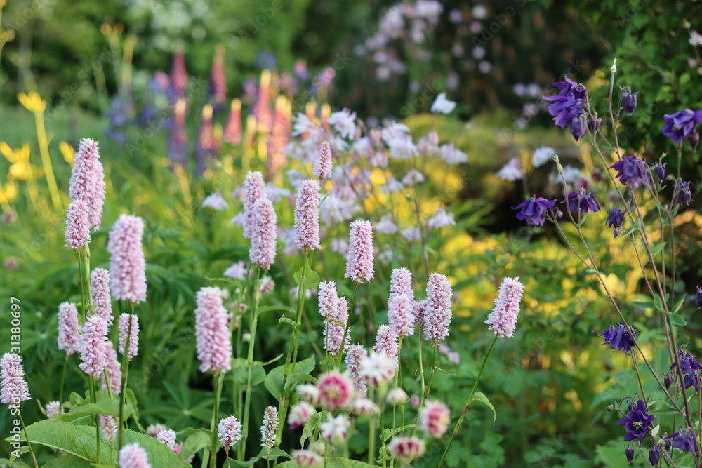 Obraz premium Cottage garden border with persicaria, aquilegia and lupins in soft evening sunshine