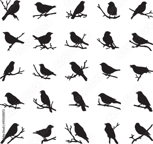 collection of perched birds