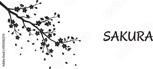 Black and white silhouette of sakura cherry blossom branch with falling petals and text also transparent background