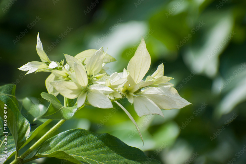 Obraz premium Mussaenda philippica white Mussaenda flower with lush green leaves in garden setting.