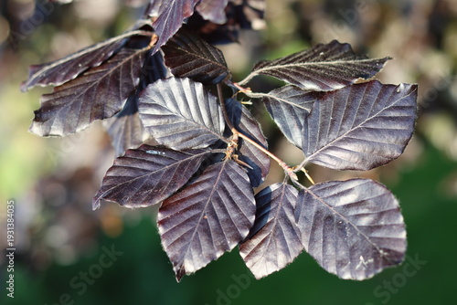Close up of copper beech leaves