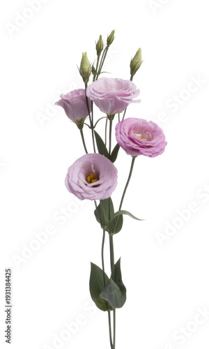 Pink lisianthus flowers with green stems and leaves isolated on a transparent background
