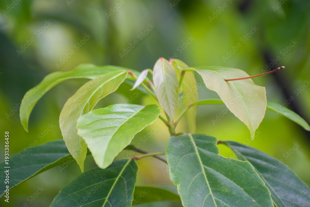 Obraz premium Vibrant green leaves on sunlit branch creating fresh natural outdoor scene.