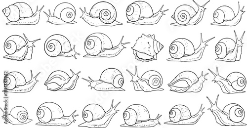 Detailed Black and White Line Art Illustrations of Various Snails and a Conch Shell. A Collection of Hand-Drawn Mollusks in Different Poses, Perfect for Design and Coloring Books.