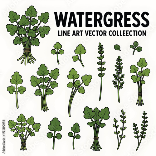 Fresh Watercress Leaves Illustration Isolated on White Background