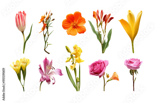 A collection of flowers in various colors and shapes. The flowers are arranged in a row, with some overlapping each other. Scene is cheerful and vibrant, as the different colors, png