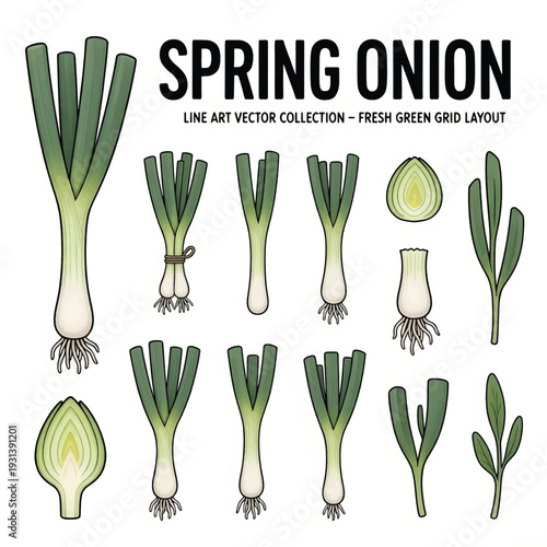 Fresh Spring Onion Bunch Illustration Isolated on White Background