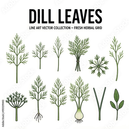 Fresh Dill Leaves Herb Illustration Isolated on White Background