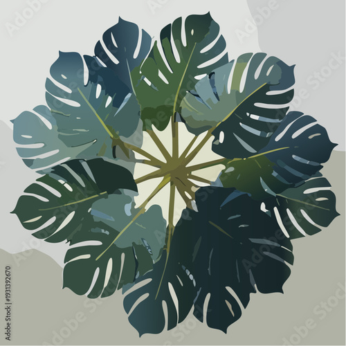 Top down vector illustration of a variegated Monstera plant.
