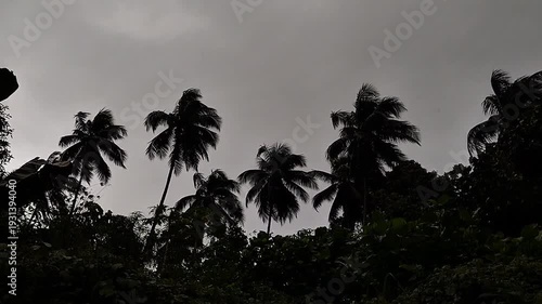 Rainy day in the tropical garden with tall coconut palms and lush greenery.