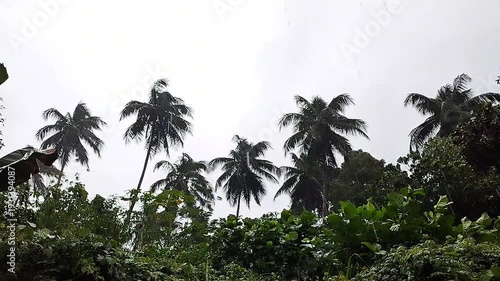 Relaxing tropical rain atmosphere with palm trees under a grey overcast sky.