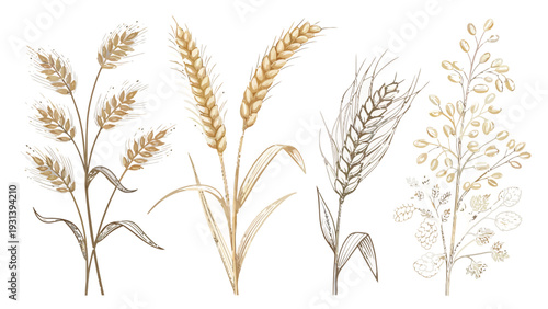 Golden wheat and oats in elegant botanical illustration