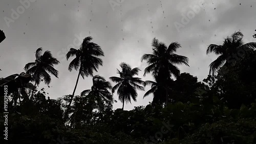 Tropical rain drops falling from the sky over a coconut tree plantation.