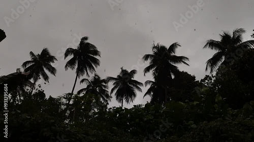 Heavy rain in the tropics featuring tall coconut palms and exotic plants.