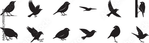 Set of black bird silhouettes icon, vector line style for wildlife, nature, and design projects.