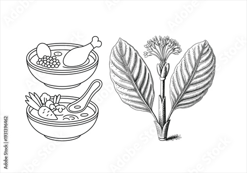 Two Bowls of Soup with Ingredients and Plant Illustration Hand Drawn Style