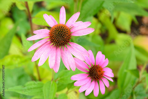 Macro close-up of pink echinacea coneflowers blooming in a summer garden, natural herbal medicine