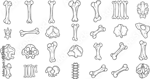 Bone Collection: Anatomical Outlines for Anatomy  Science Illustrations