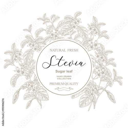 Stevia plant round frame. Hand drawn Stevia flowers. Vector illustration in sketch style.