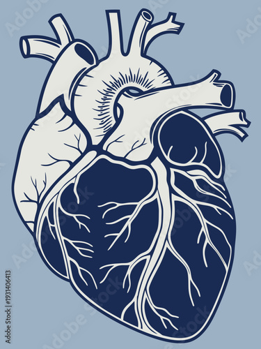 Anatomical human heart illustration on a light blue background.