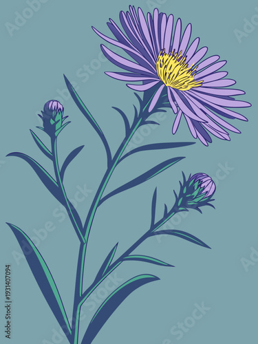 Vibrant purple aster flower with buds on a teal background botanical illustration.