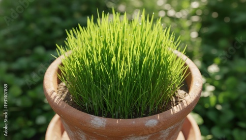 Vibrant Green Wheatgrass Sprouts Growing in a Terracotta Pot Outdoors on a Sunny Day