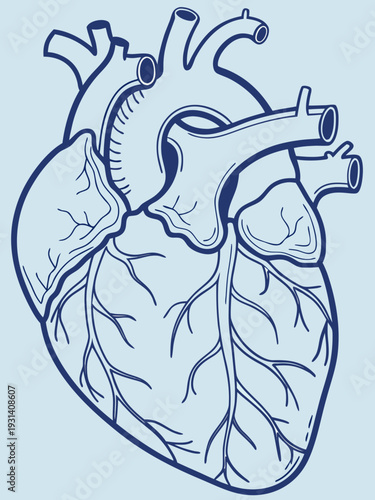 Detailed Human Heart Anatomy Illustration.