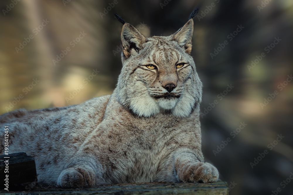 Obraz premium Majestic Eurasian Lynx resting, close-up portrait of a wild cat with tufted ears and intense gaze in natural habitat