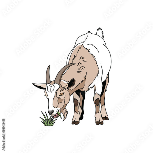 Vector illustration of a goat grazing on grass in a simple environment from a side view