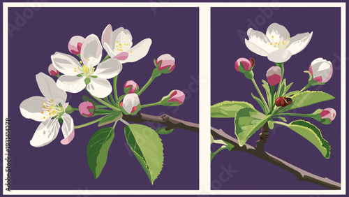 Apple Blossom Branch with White Flowers and Pink Buds on a Purple Background.