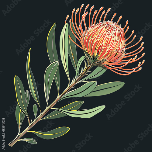 Vibrant Pincushion Protea Flower on Dark Background.