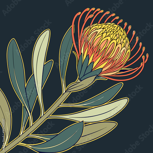 Vibrant Leucospermum flower illustration on a dark background.