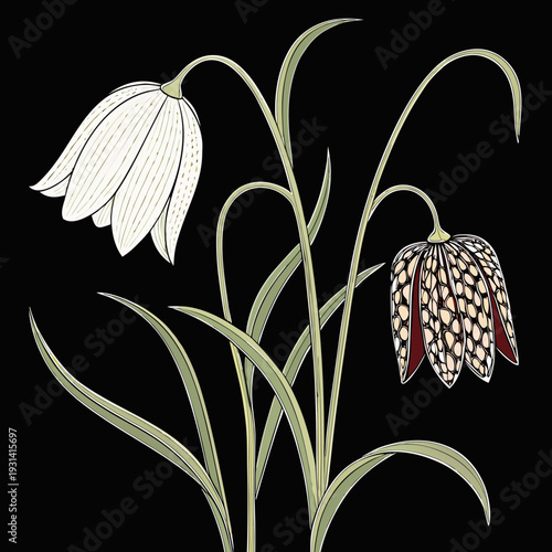 Elegant Fritillaria Flowers on a Dark Background.
