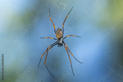 Golden orb-weaver spider on web against blue background
