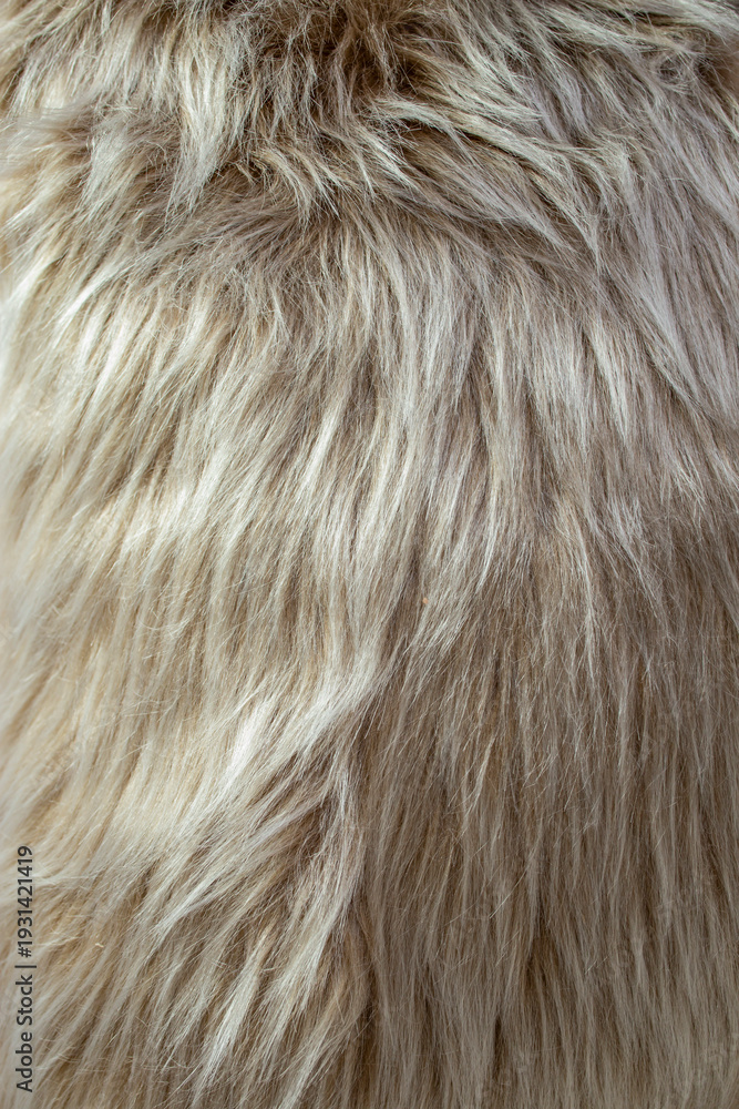 Fototapeta premium Long hair gray fur close up structure texture , full frame abstract backdrop