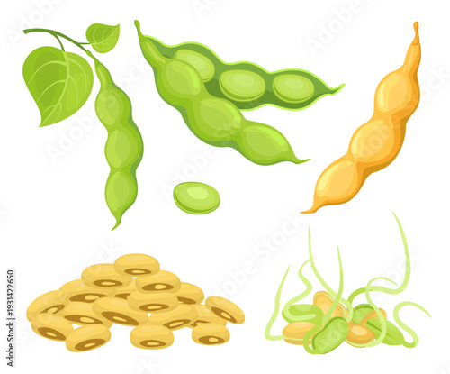Raw Soya set. Detailed vector illustration of soybeans, pods, leaves, soybean sprouts. Healthy food, organic veggies, harvest. For packing and emblem farmer market design. Isolated set