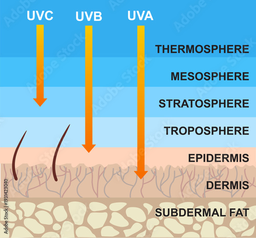The difference between UVA and UVB rays penetration. Infographic skin. The effect of sunlight on the skin. Sun damage to skin.The difference of radiation types in sunlight which is harmful to the skin