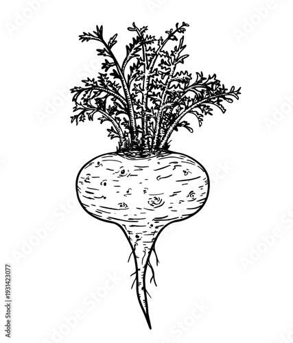 Maca root with leaves sketch vector illustration. Hand drawn engraved Maca Peruvian tuber superfood. Peruvian ginseng or Maca. Organic seasoning, condiment ingredient. Isolated on white