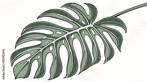 Monstera Deliciosa Leaf Illustration on White Background.
