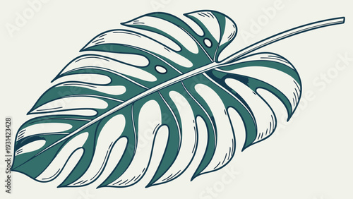 Monstera deliciosa leaf illustration tropical plant botanical drawing.