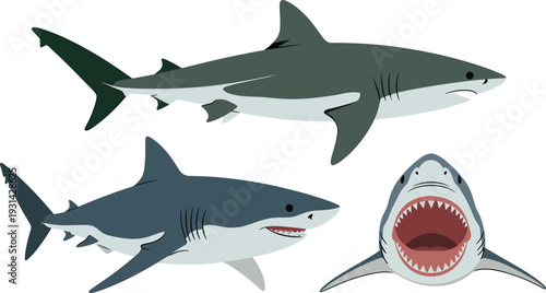 Three gray and blue sharks with one showing teeth ocean